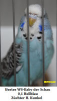 15.Jungvogel 005.png